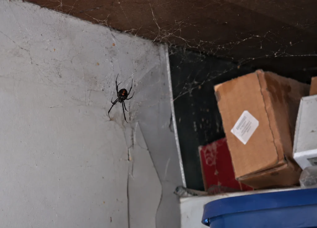 spiders-common-places-garages-storage-areas