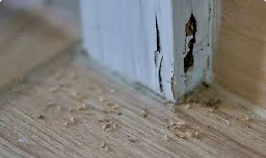 Close-up of termites found in Los Angeles area home
