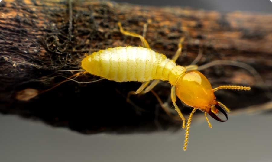 what-termite-looks-like