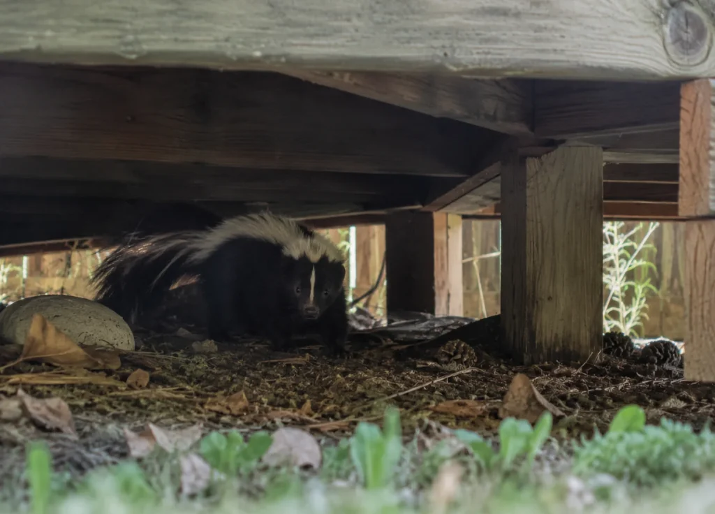 wildlife-control-common-places-under-decks-porches